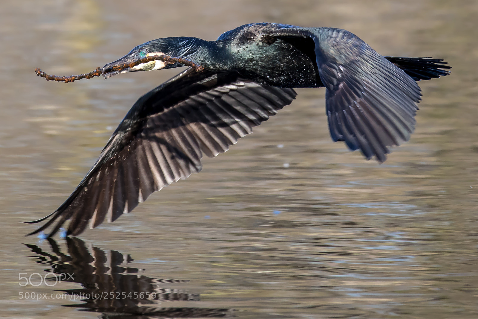 Canon EOS 5D Mark IV sample photo. Touching the water photography