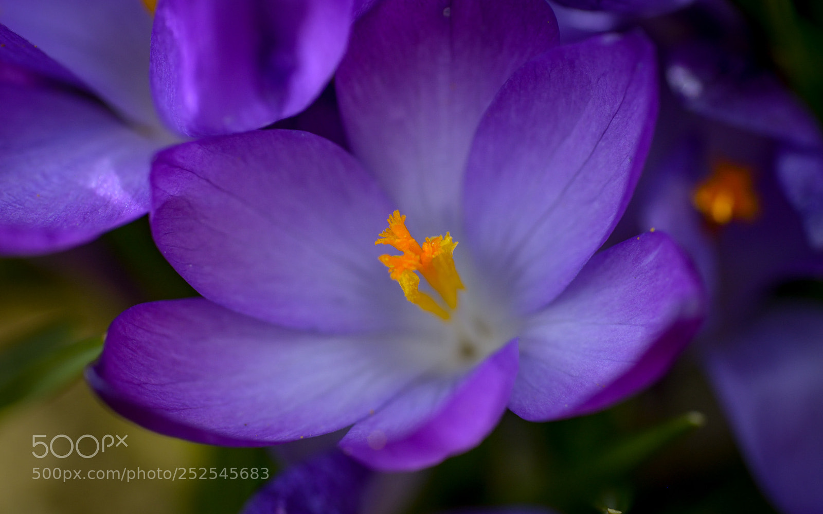 Nikon D800 sample photo. Krokus photography