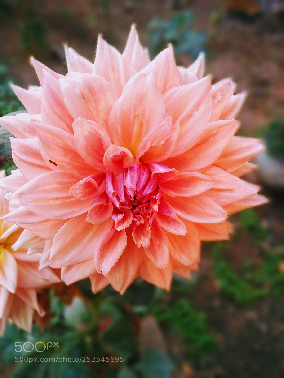 Motorola Moto G (5S) Plus sample photo. Flower in a new photography