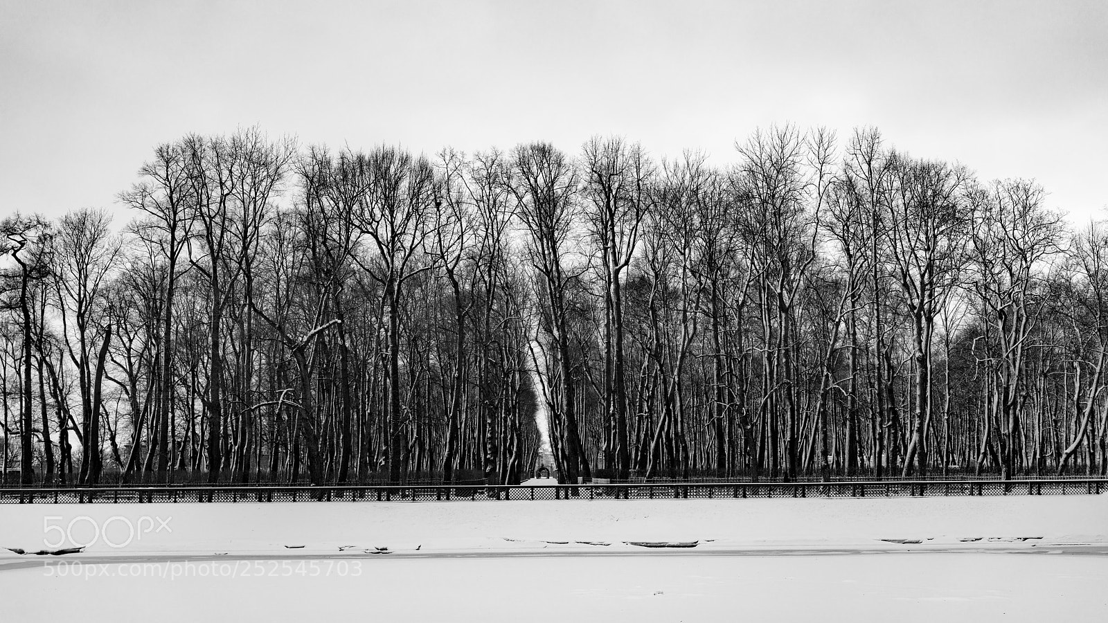 Sony a7R II sample photo. Saint petersburg (trees). photography
