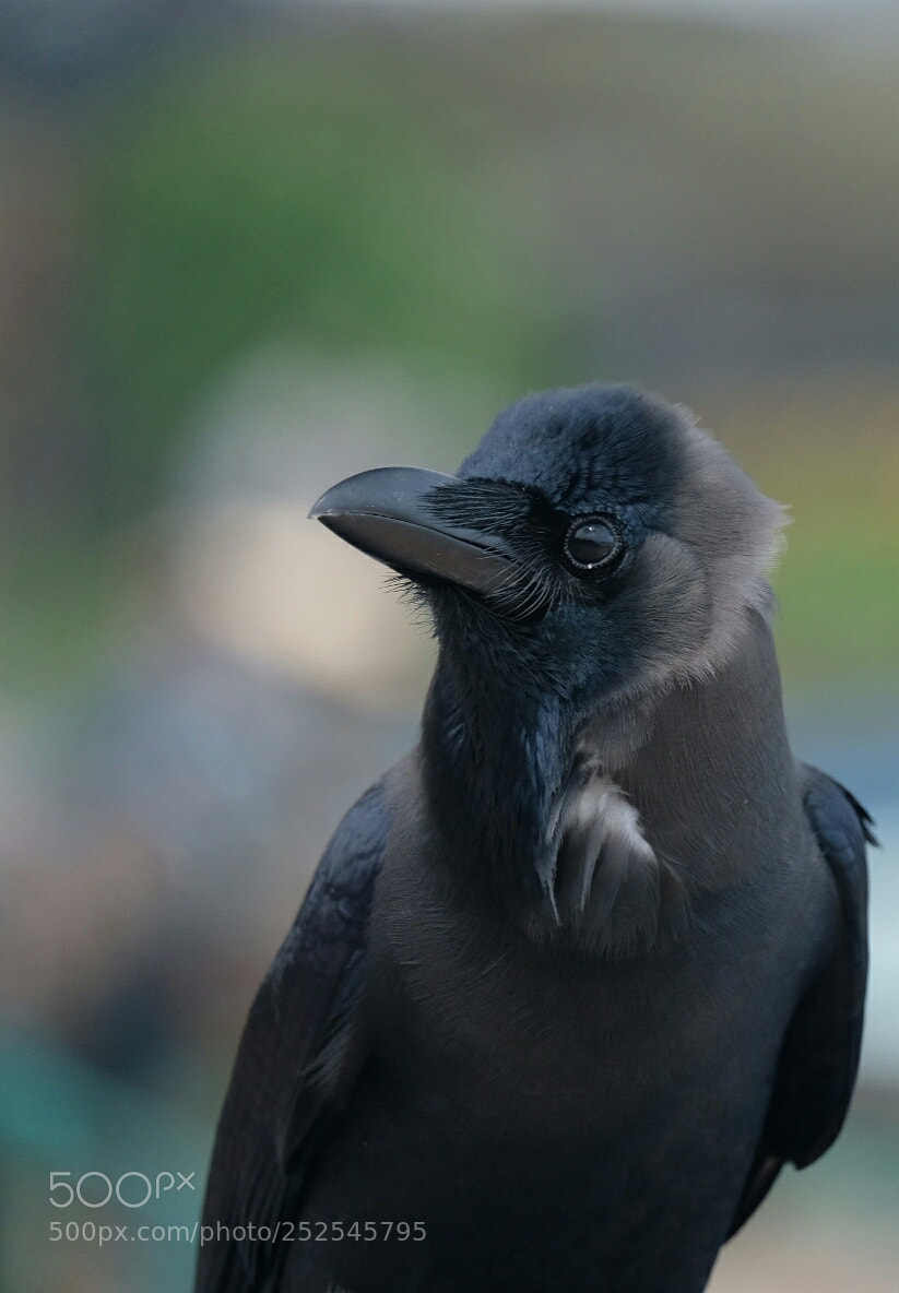 Fujifilm X-T20 sample photo. Black bird photography
