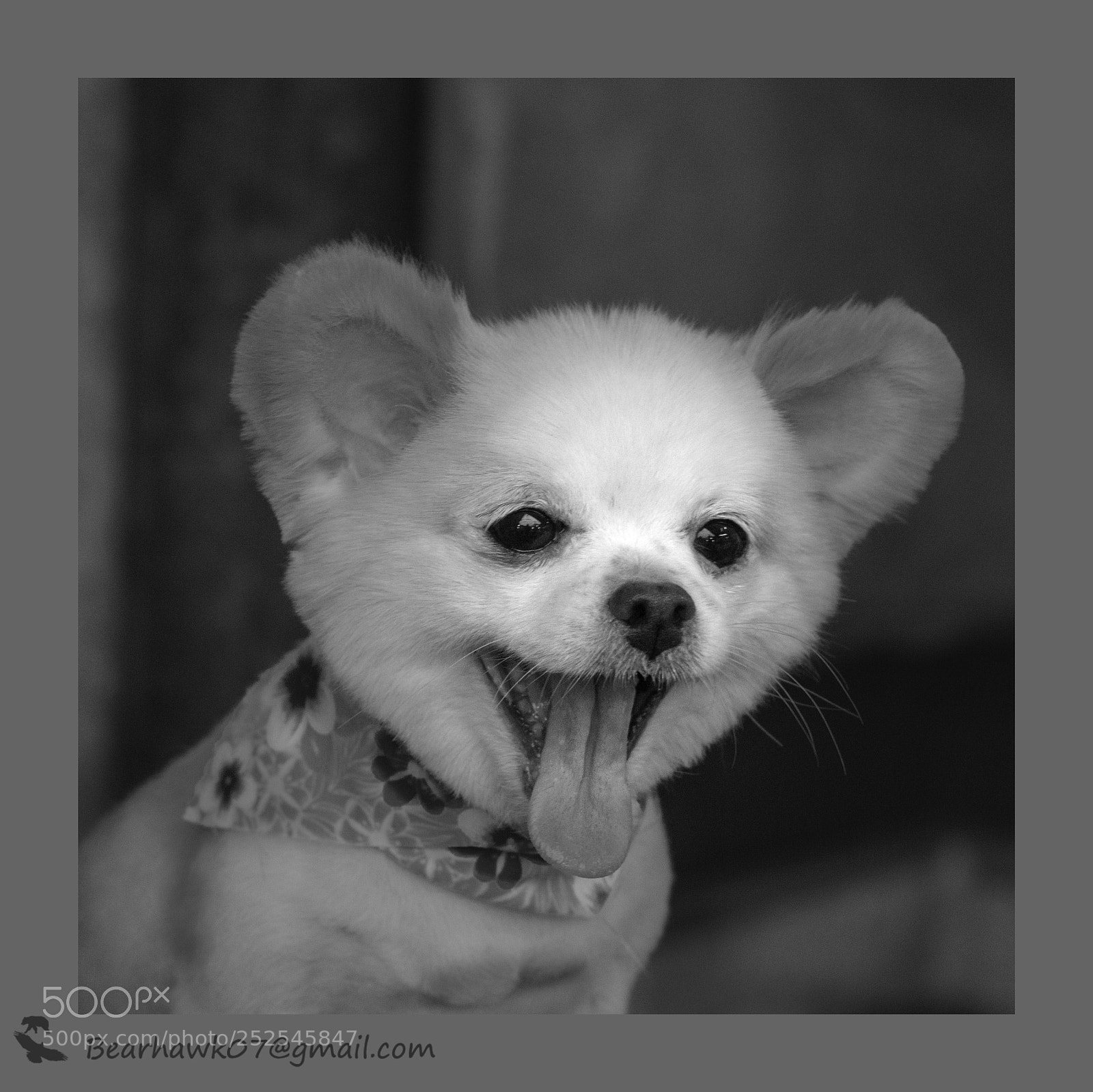 Nikon D7200 sample photo. Copy photography