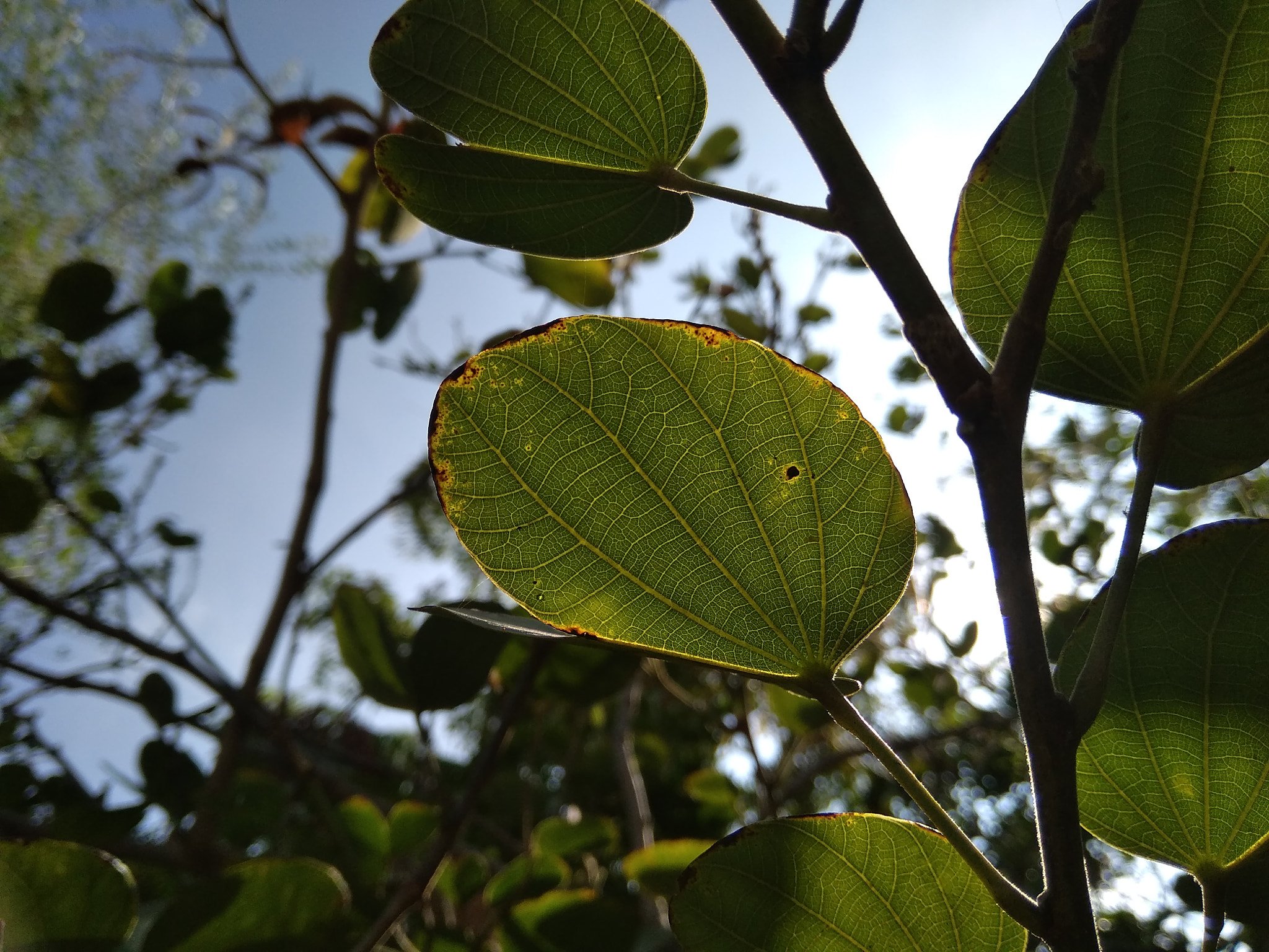 Xiaomi Redmi 5A sample photo. Img_20180225_100259.jpg photography