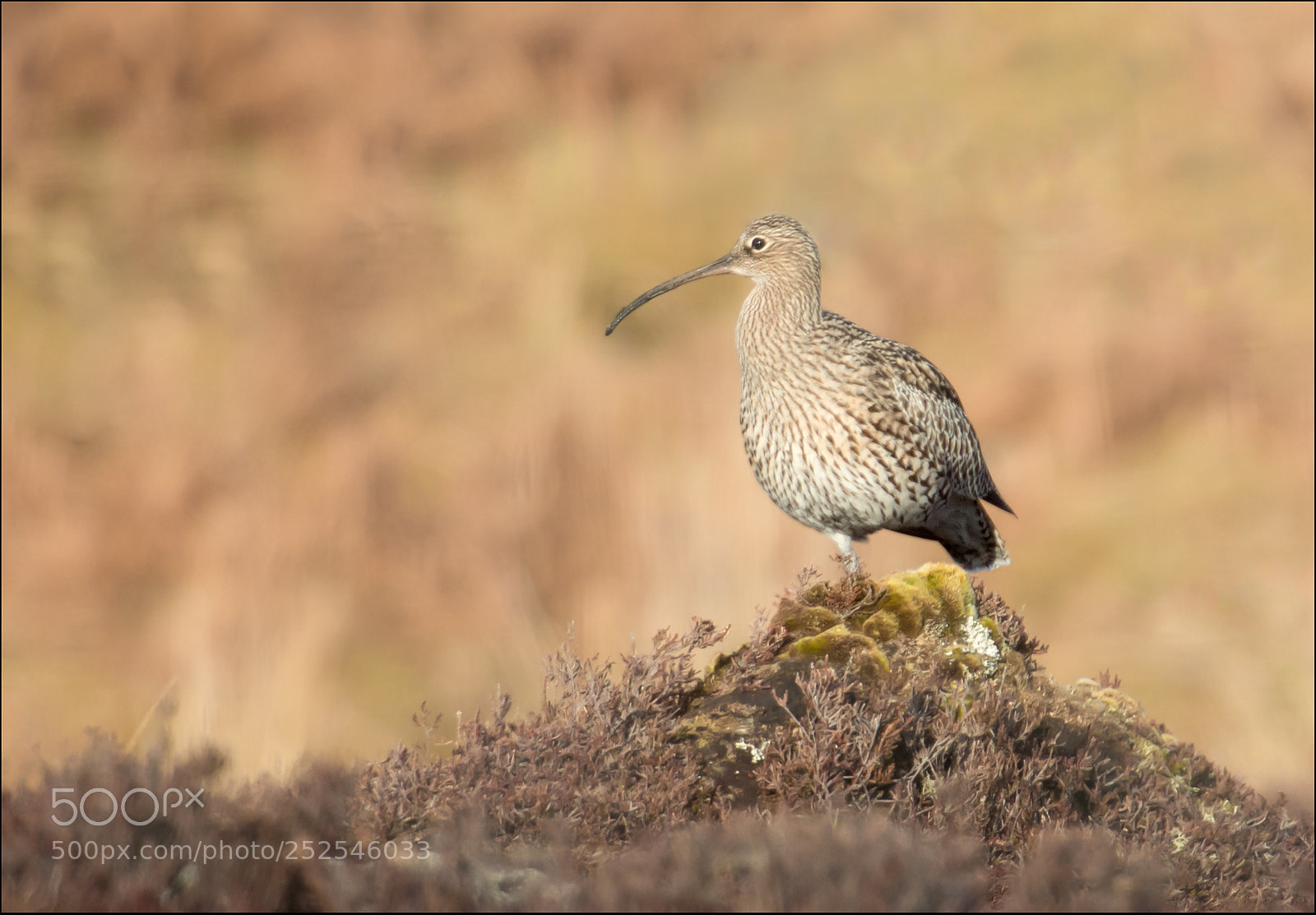Canon EOS-1D X Mark II sample photo. Curlew photography