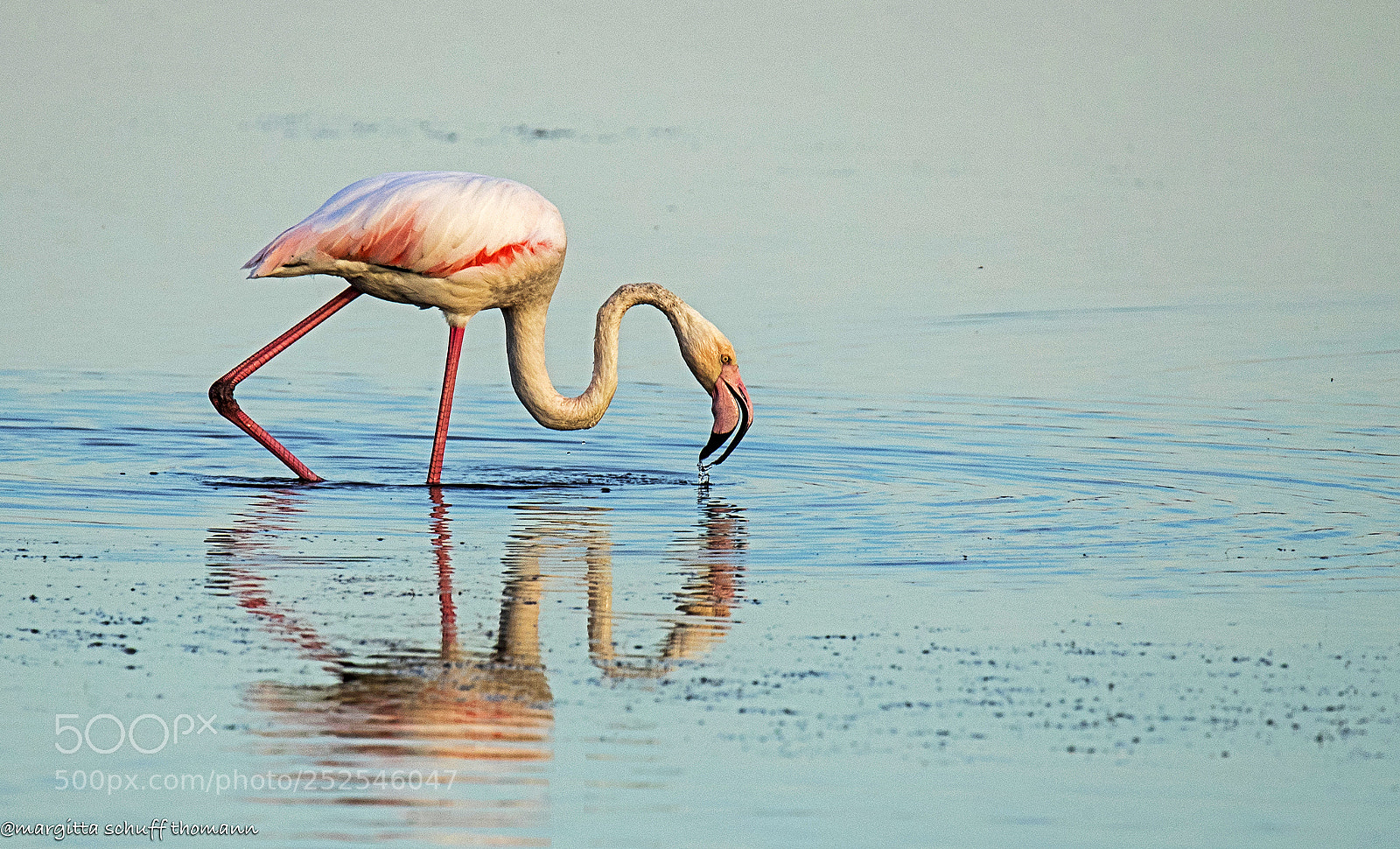 Canon EOS-1D X Mark II sample photo. Flamingo .. photography