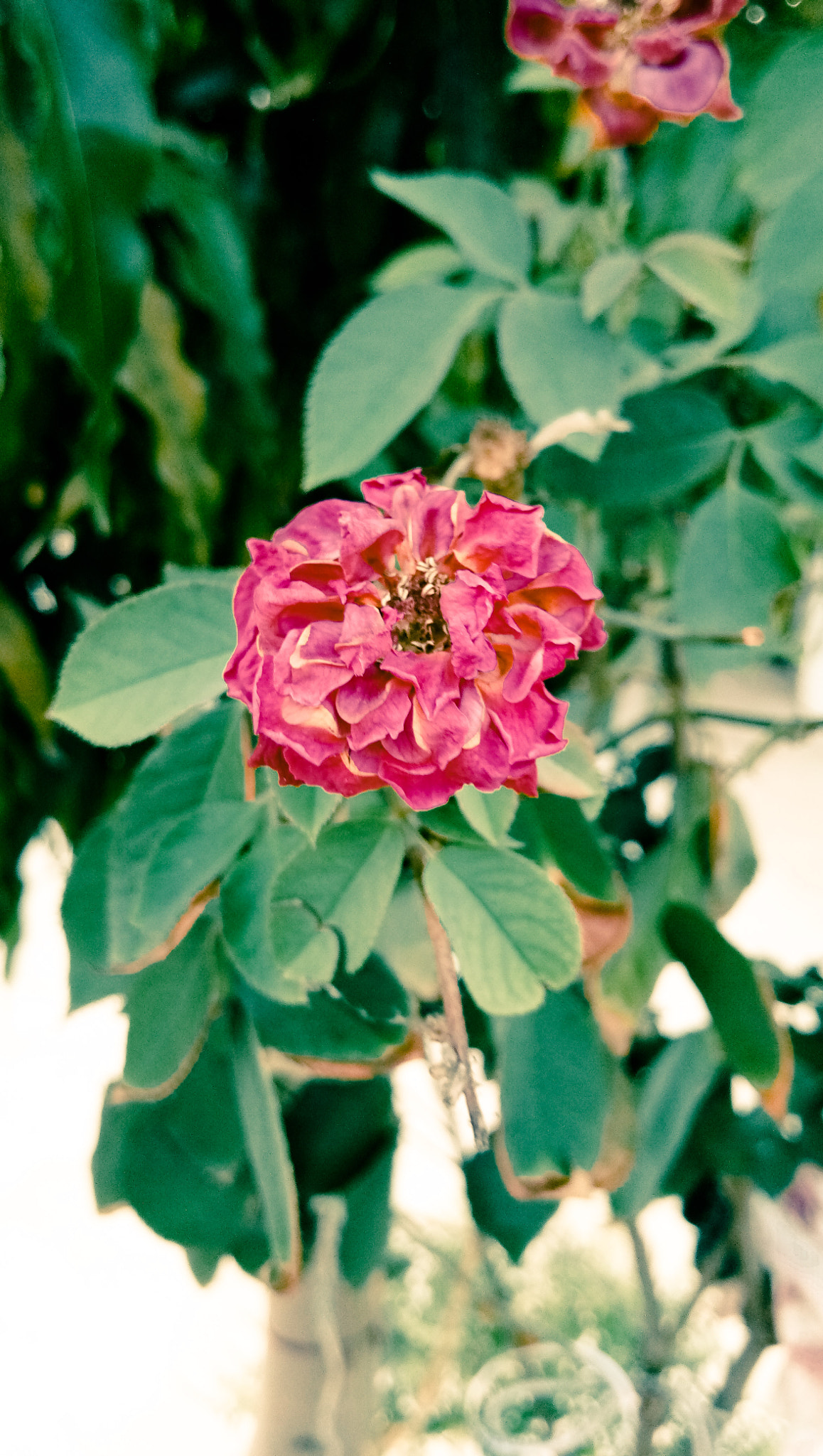 vivo 1601 sample photo. Rose photography