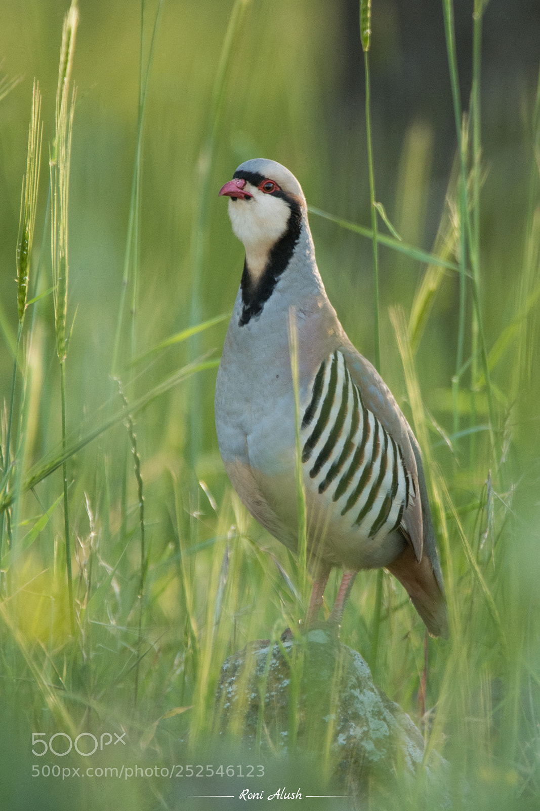 Nikon D500 sample photo. Chukar photography