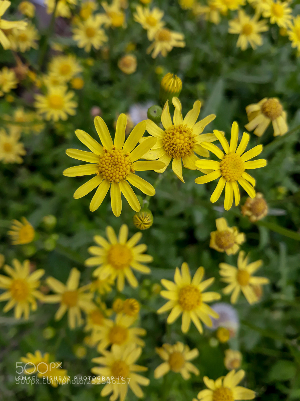Samsung Galaxy J5 sample photo. Untitled photography