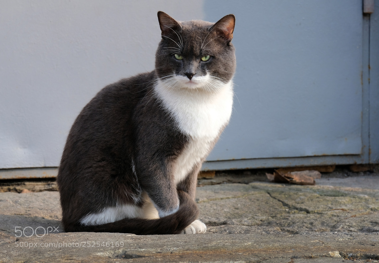 Fujifilm X-T20 sample photo. Burly cat posed for photography