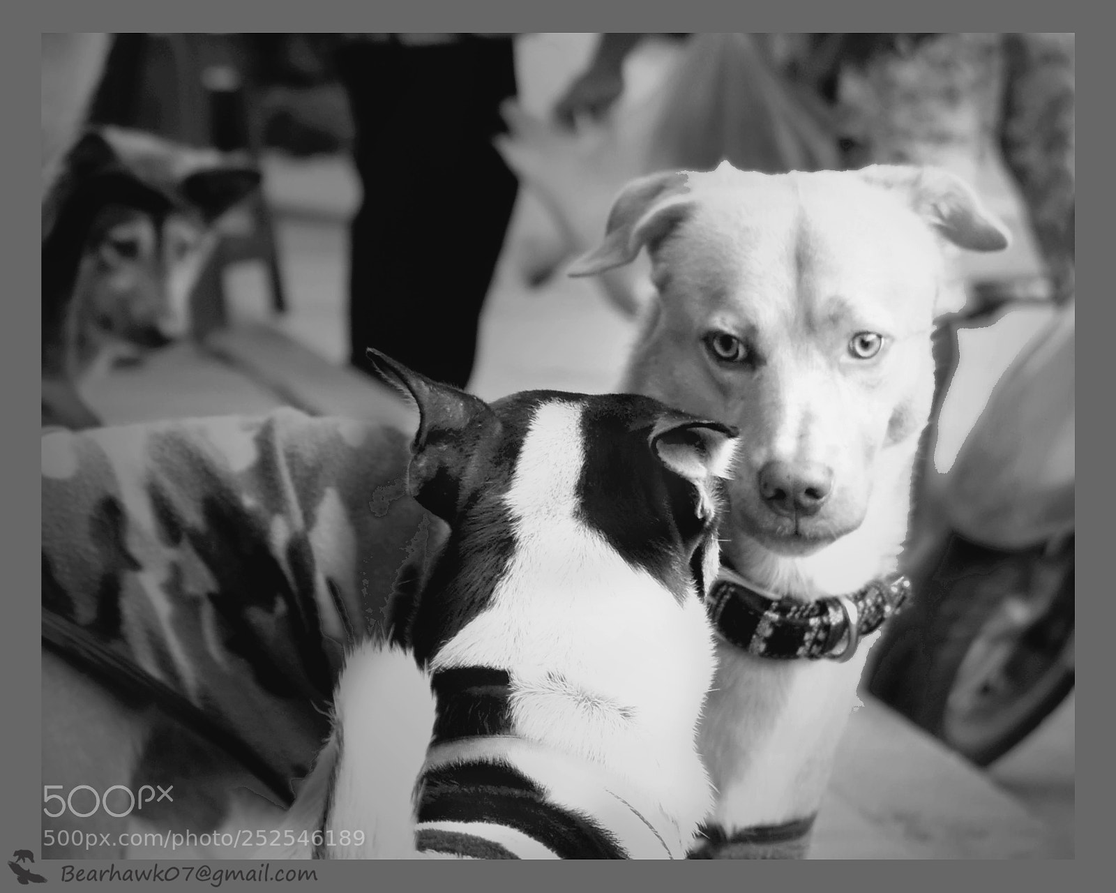Nikon D7200 sample photo. Copy photography