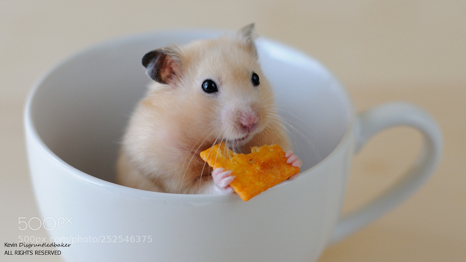 Nikon D90 sample photo. Hamster in a mug photography