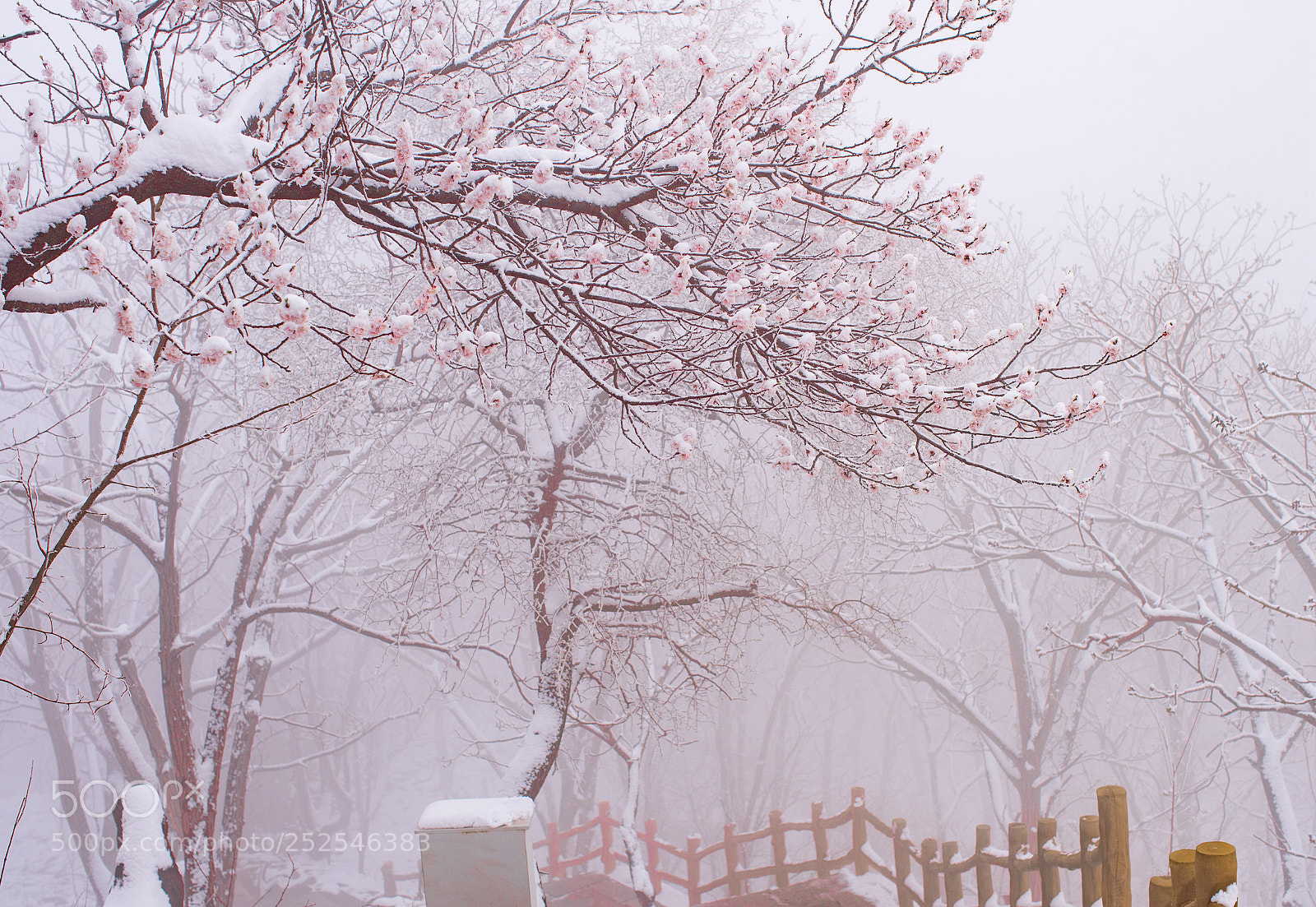 Sony a7 II sample photo. 清明时节雪纷纷 photography