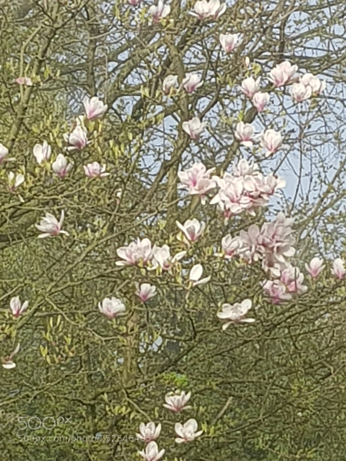 Samsung Galaxy S8 sample photo. Untitled photography