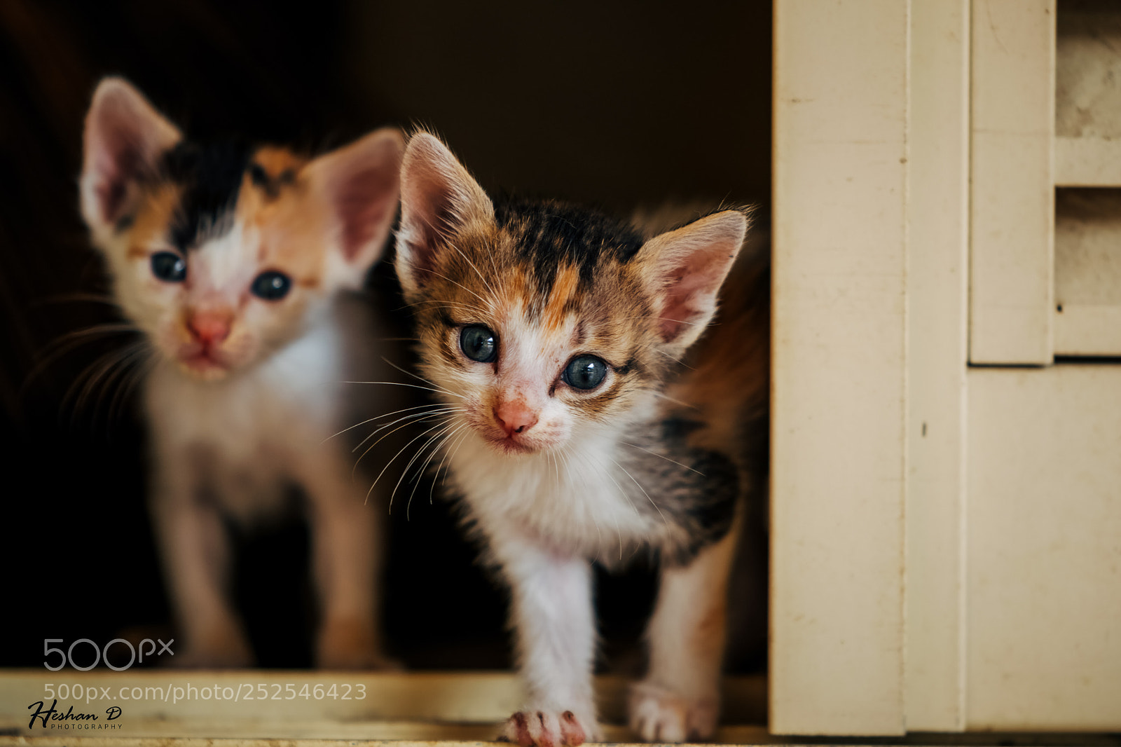 Nikon D5300 sample photo. Cuteness photography