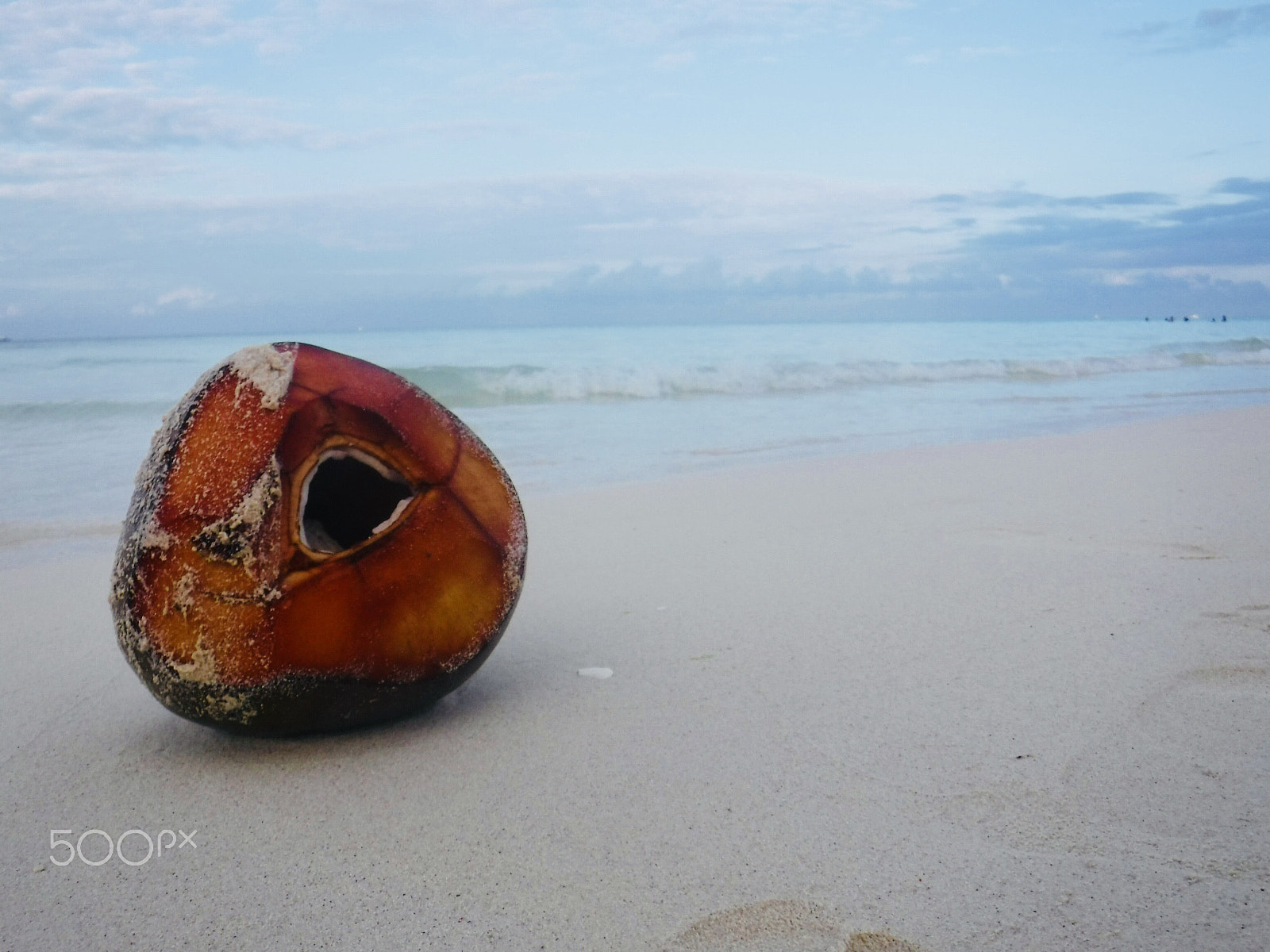 Fujifilm FinePix XP90 XP91 XP95 sample photo. Coconut and the beach photography
