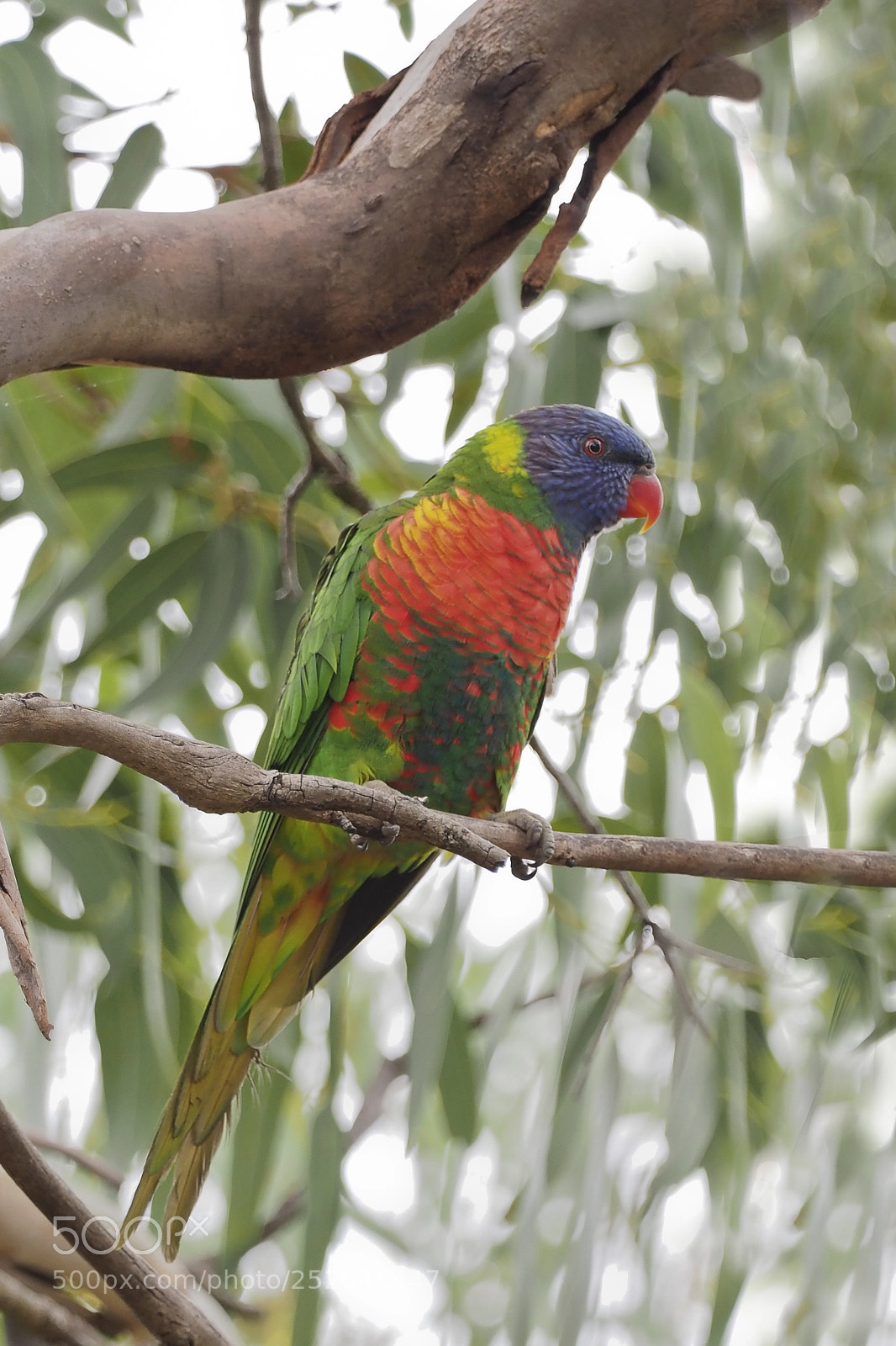 Olympus OM-D E-M1 Mark II sample photo. Rainbow lorikeet photography