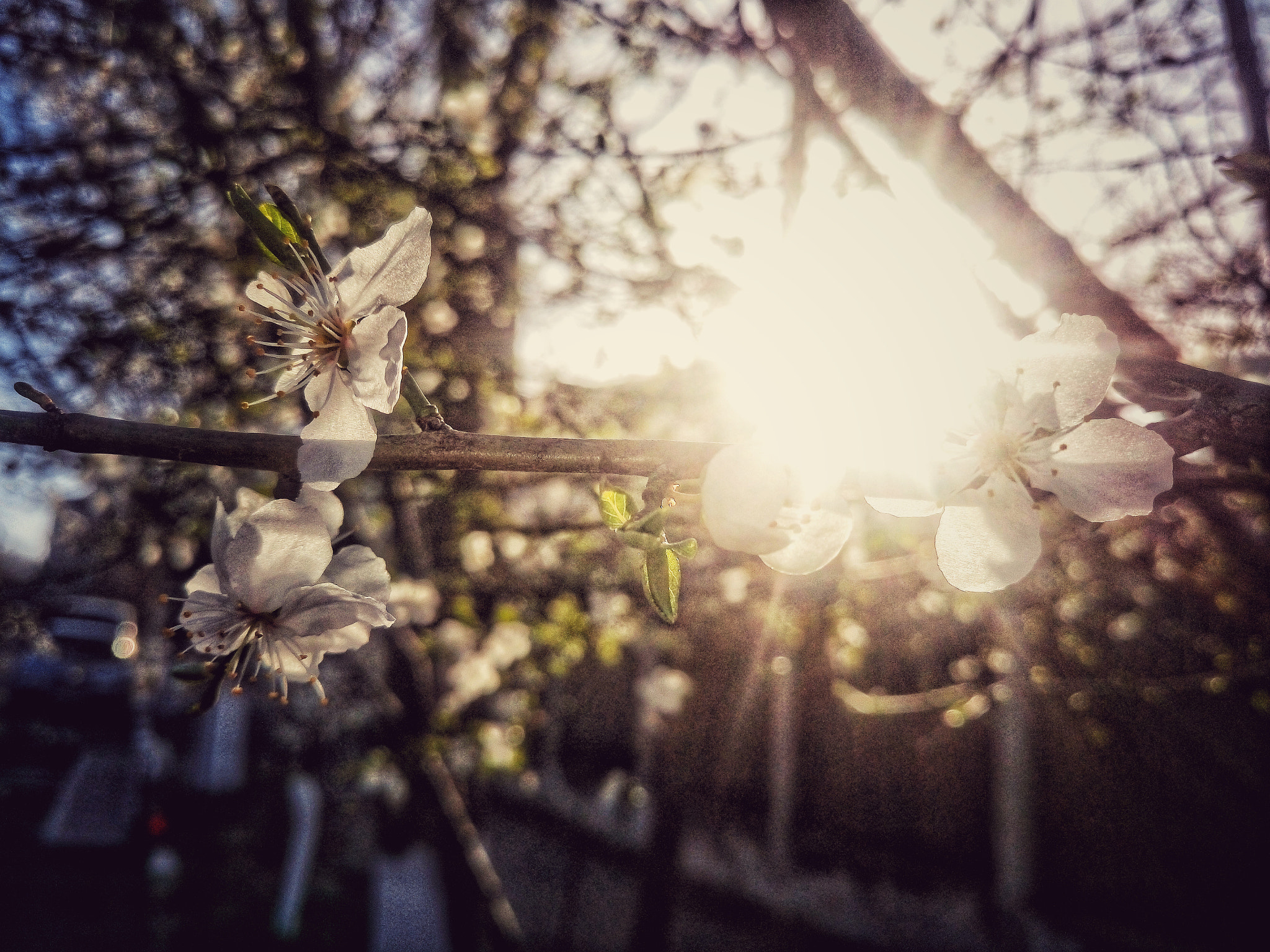 Sony Xperia M5 Dual sample photo. Printre ramuri photography