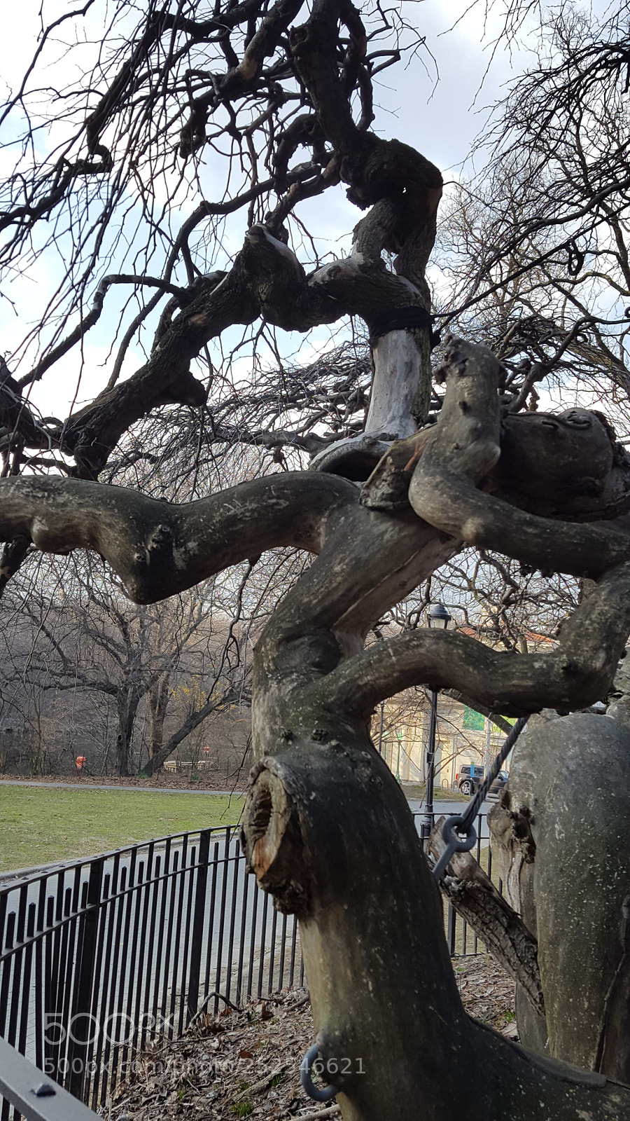 Samsung Galaxy S6 sample photo. A tree's expression photography