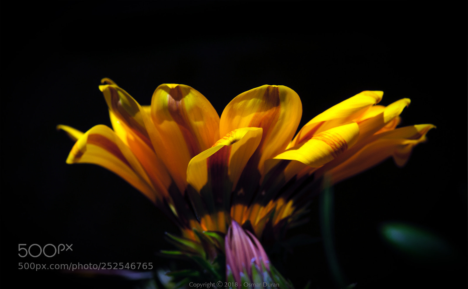 Nikon D300 sample photo. Gazania photography