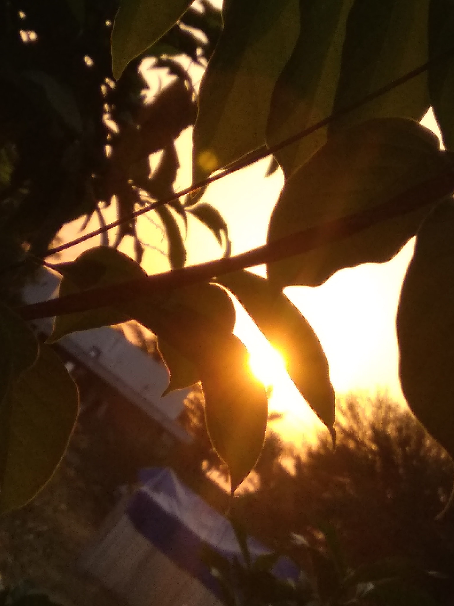 Xiaomi Redmi 5A sample photo. Img_20180404_180608.jpg photography