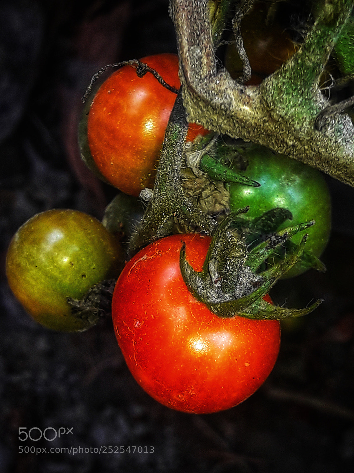 Samsung Galaxy J7 Neo sample photo. Tomatoes photography