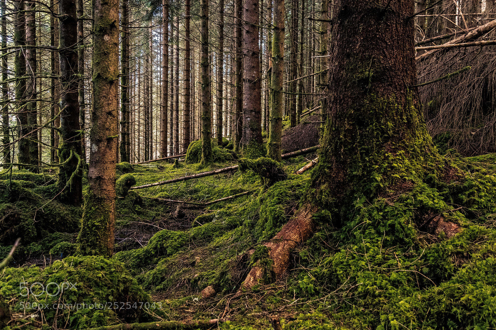 Canon EOS 80D sample photo. In the forest photography
