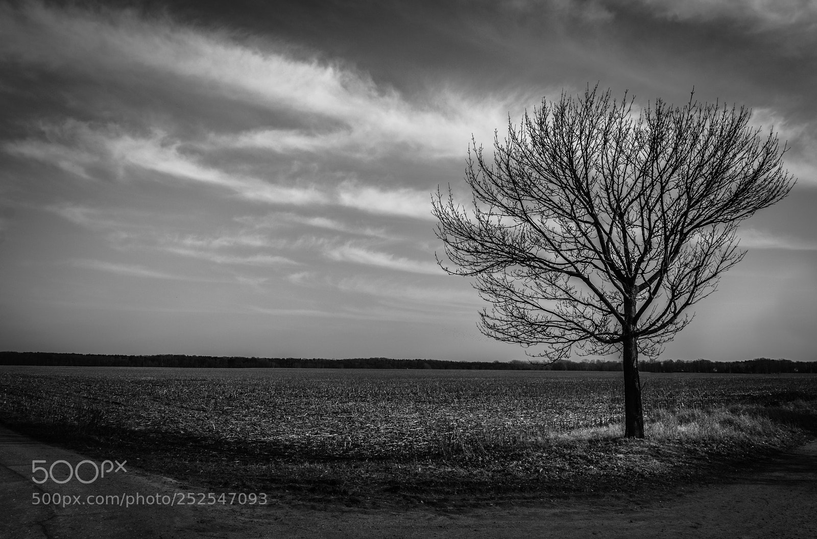 Nikon D3300 sample photo. Lonesome tree photography