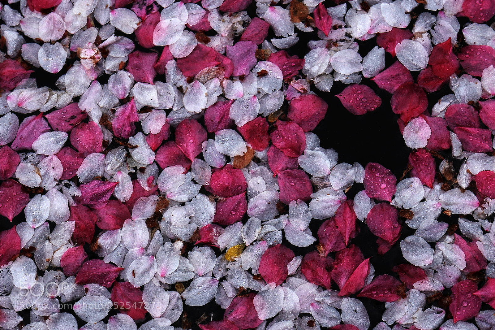 Canon EOS 70D sample photo. Contrast photography