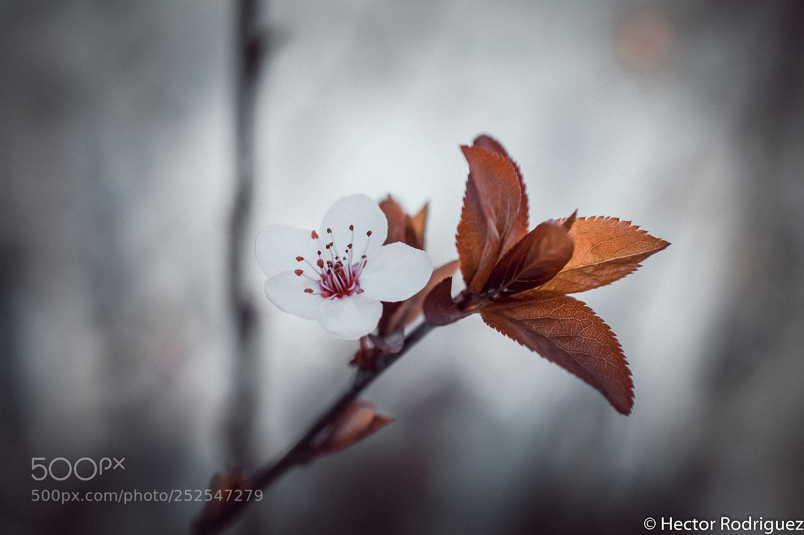 Nikon D7500 sample photo. Cherry tree photography