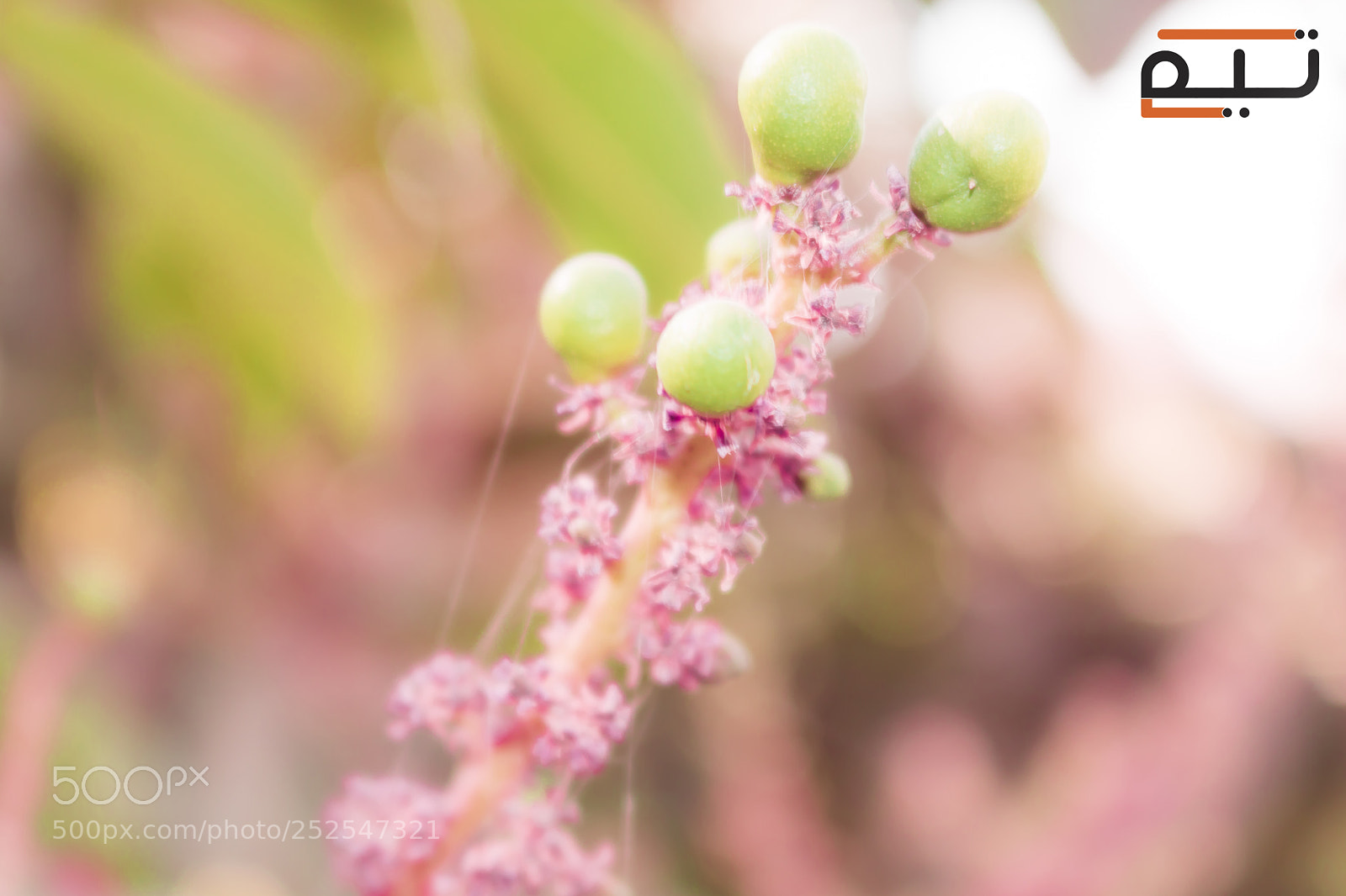 Canon EOS 750D (EOS Rebel T6i / EOS Kiss X8i) sample photo. Mango tree photography