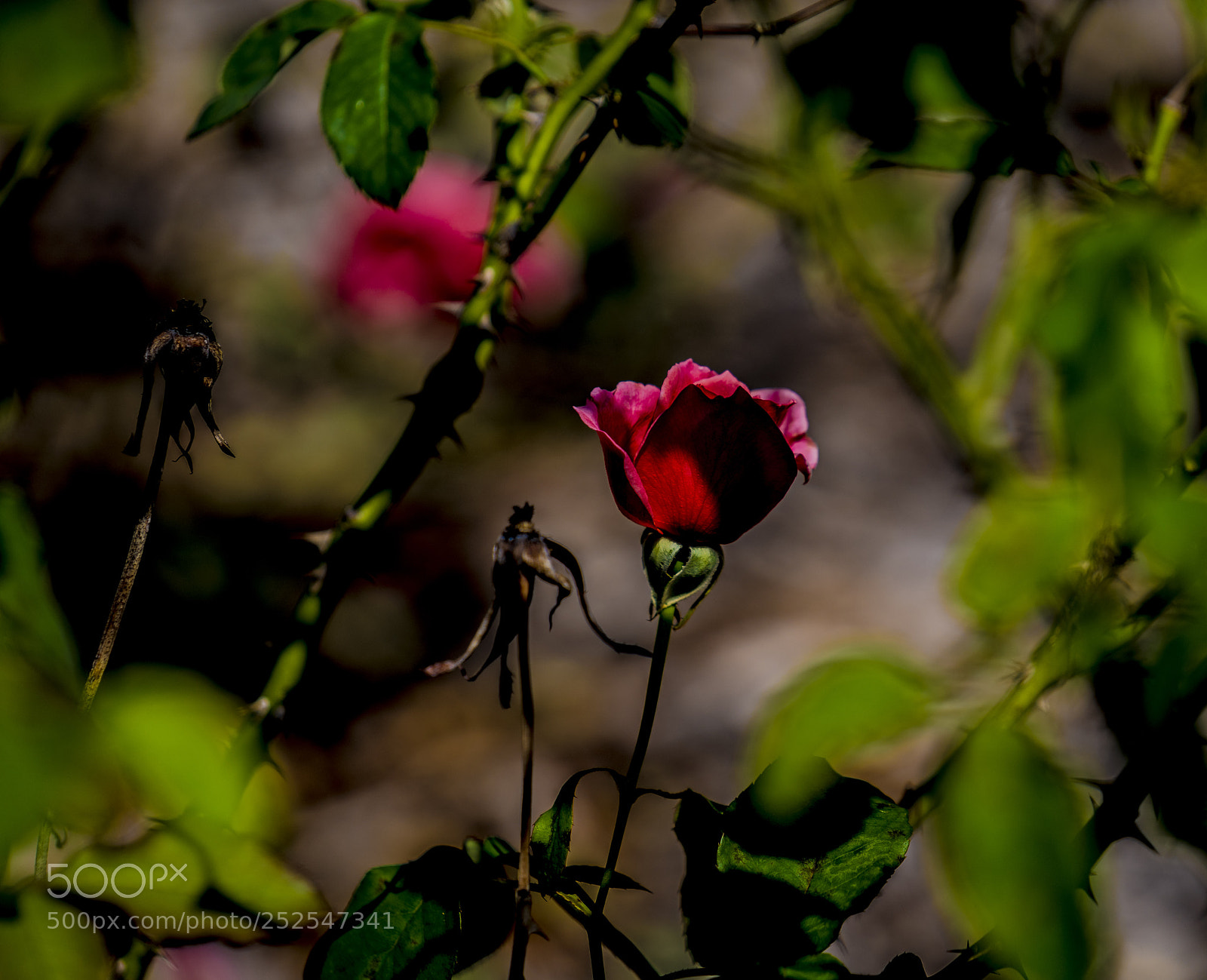 Sony a7R III sample photo. A touch of red photography