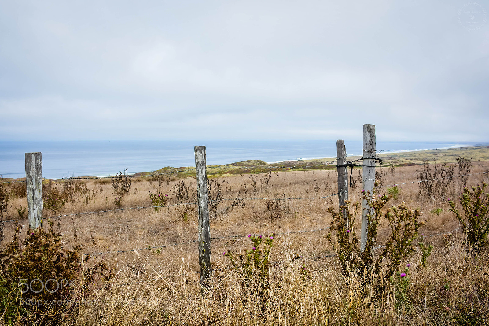 Nikon D7100 sample photo. Thistles and weeds photography