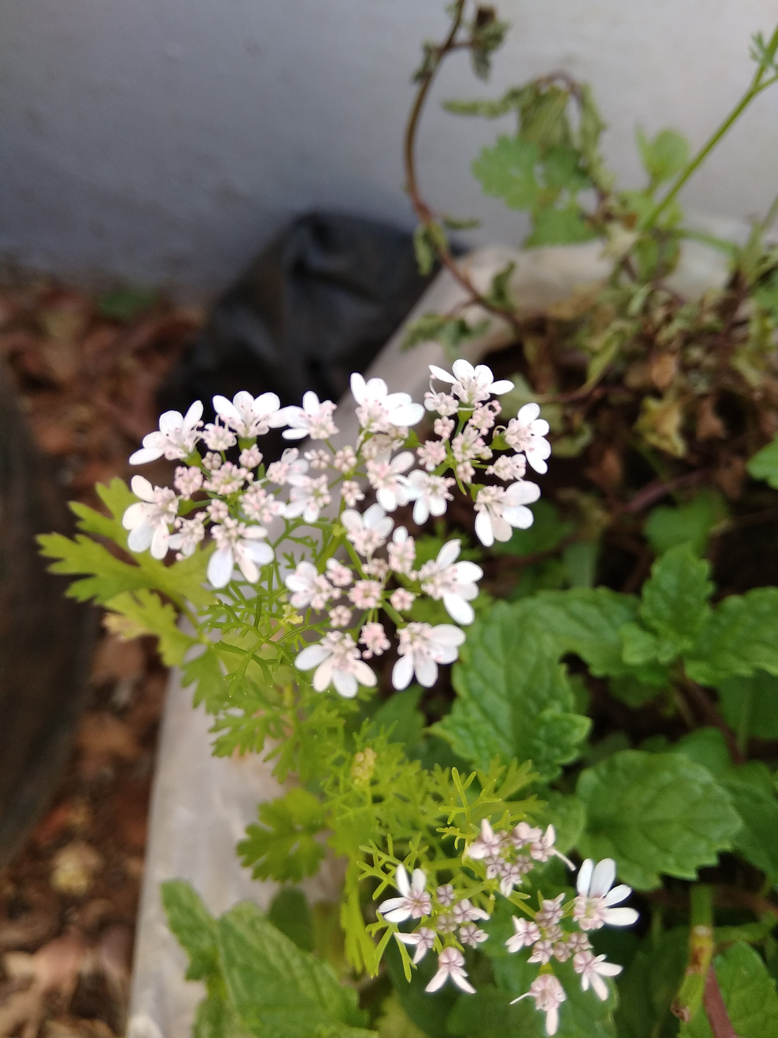 Xiaomi Redmi 5A sample photo. Img_20180217_093943.jpg photography