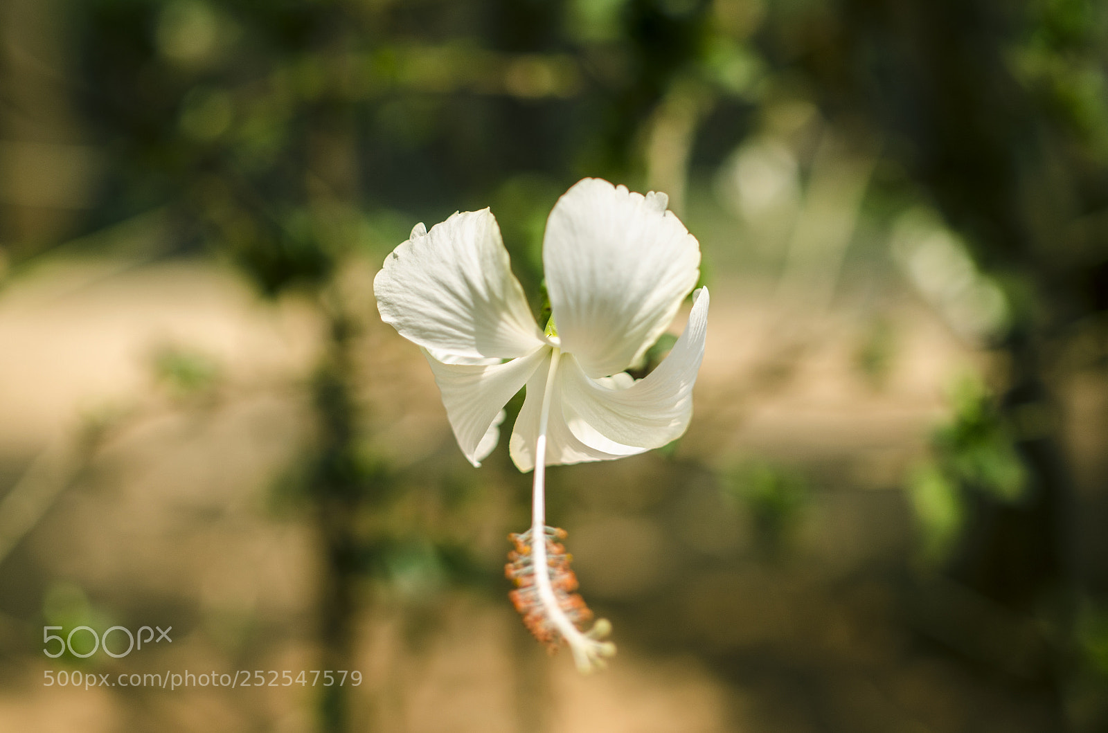 Nikon D5100 sample photo. Out of nowhere photography