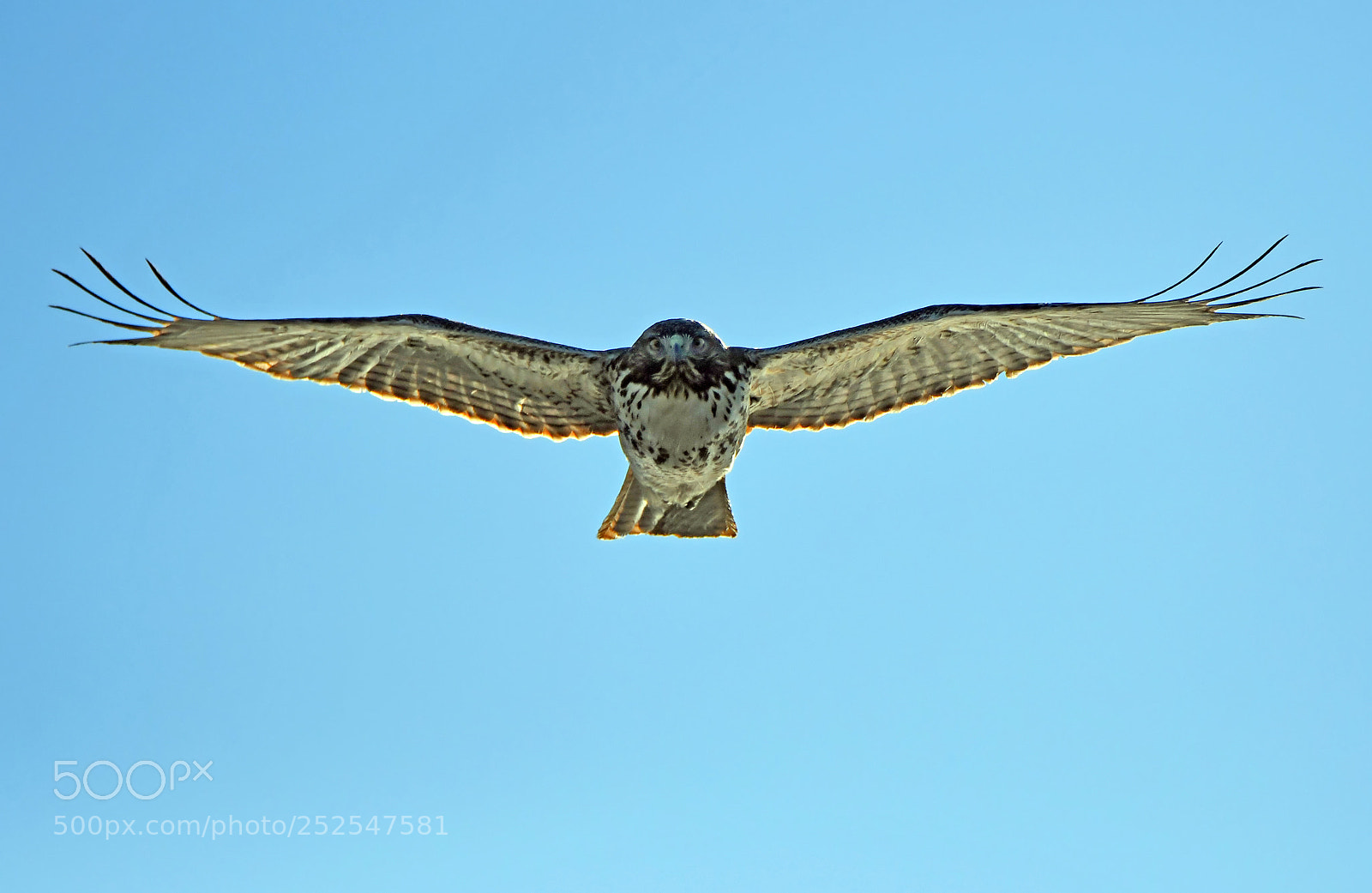 Nikon D500 sample photo. When predators sour photography