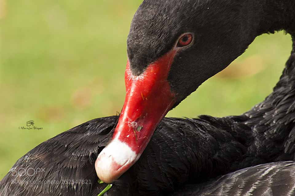 Nikon D40 sample photo. Mirada animal photography