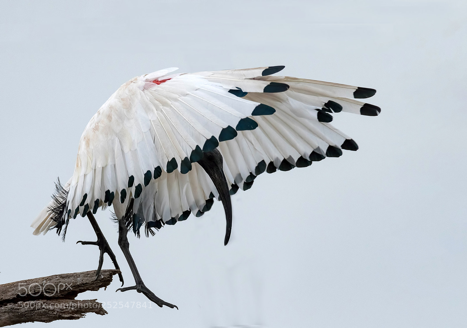 Nikon D500 sample photo. African sacred ibis photography