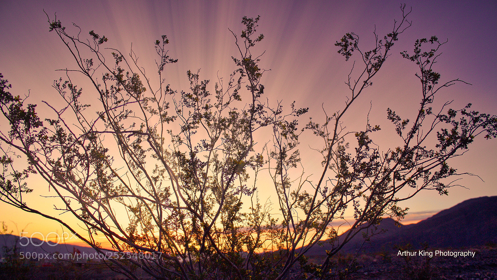 Canon EOS 650D (EOS Rebel T4i / EOS Kiss X6i) sample photo. Sunrise through the bush photography