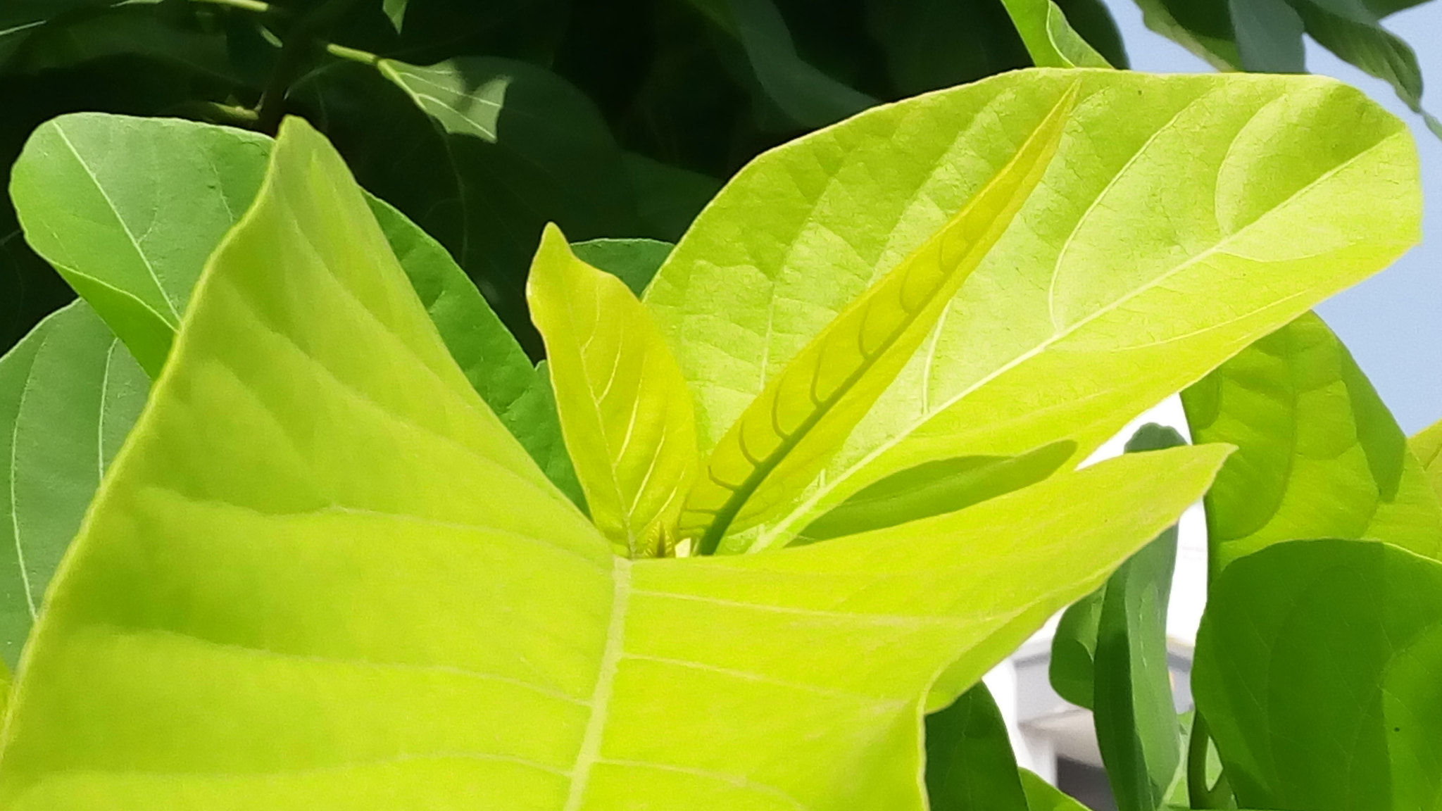 Lenovo VIBE X3 LITE sample photo