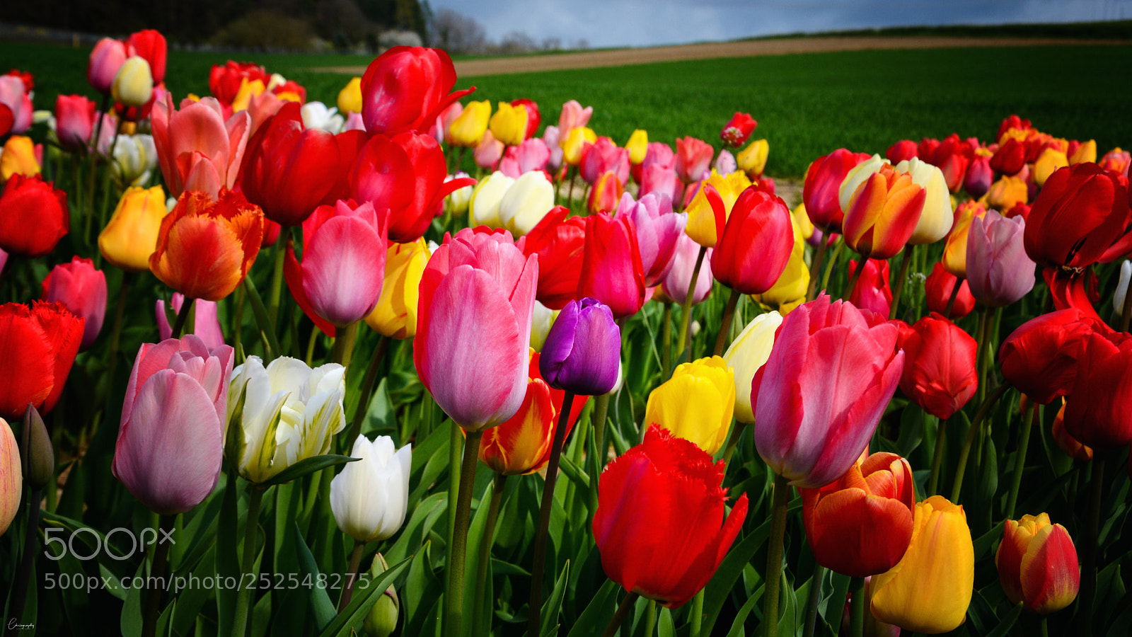 Nikon D7100 sample photo. Tulpenfeld photography