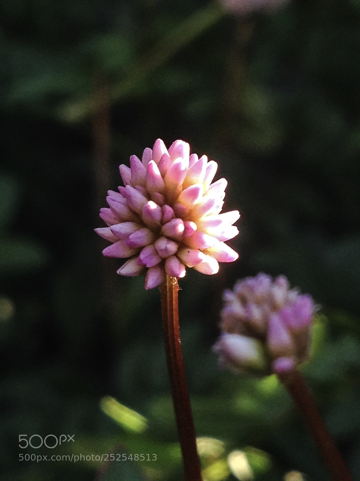 Apple iPhone 4S sample photo. Untitled photography