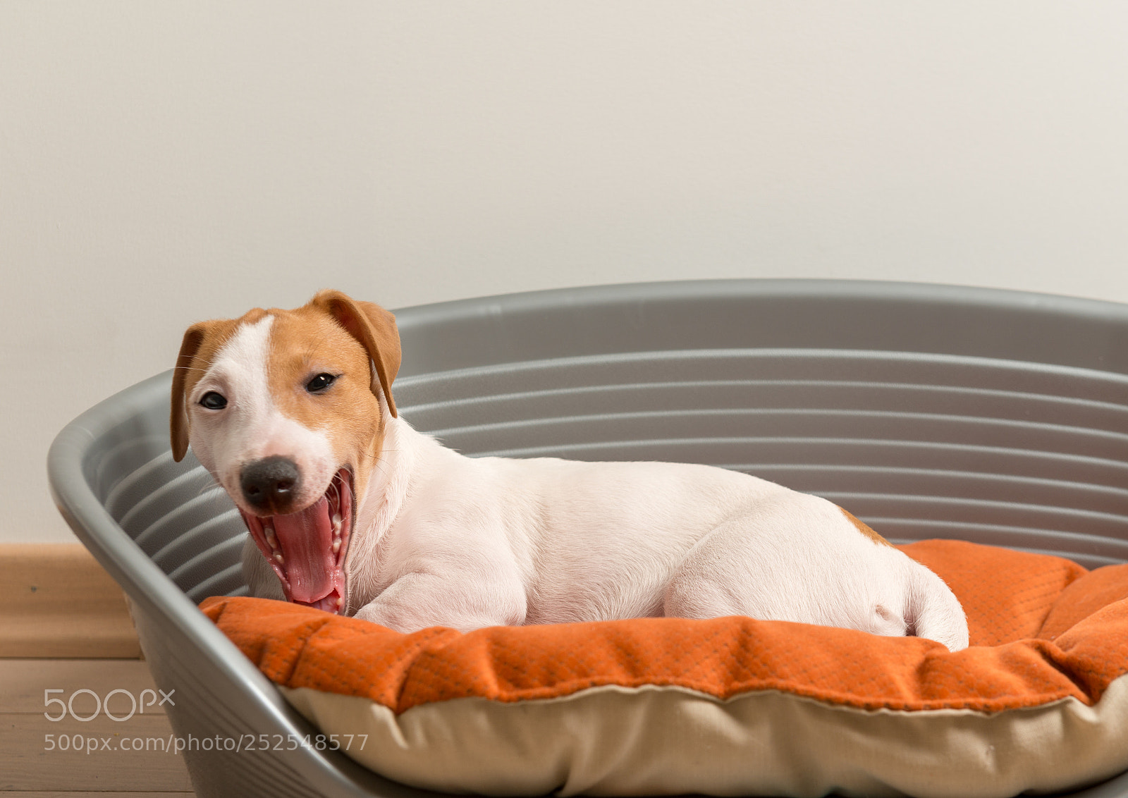 Nikon D800 sample photo. Jack russell terrier lying photography
