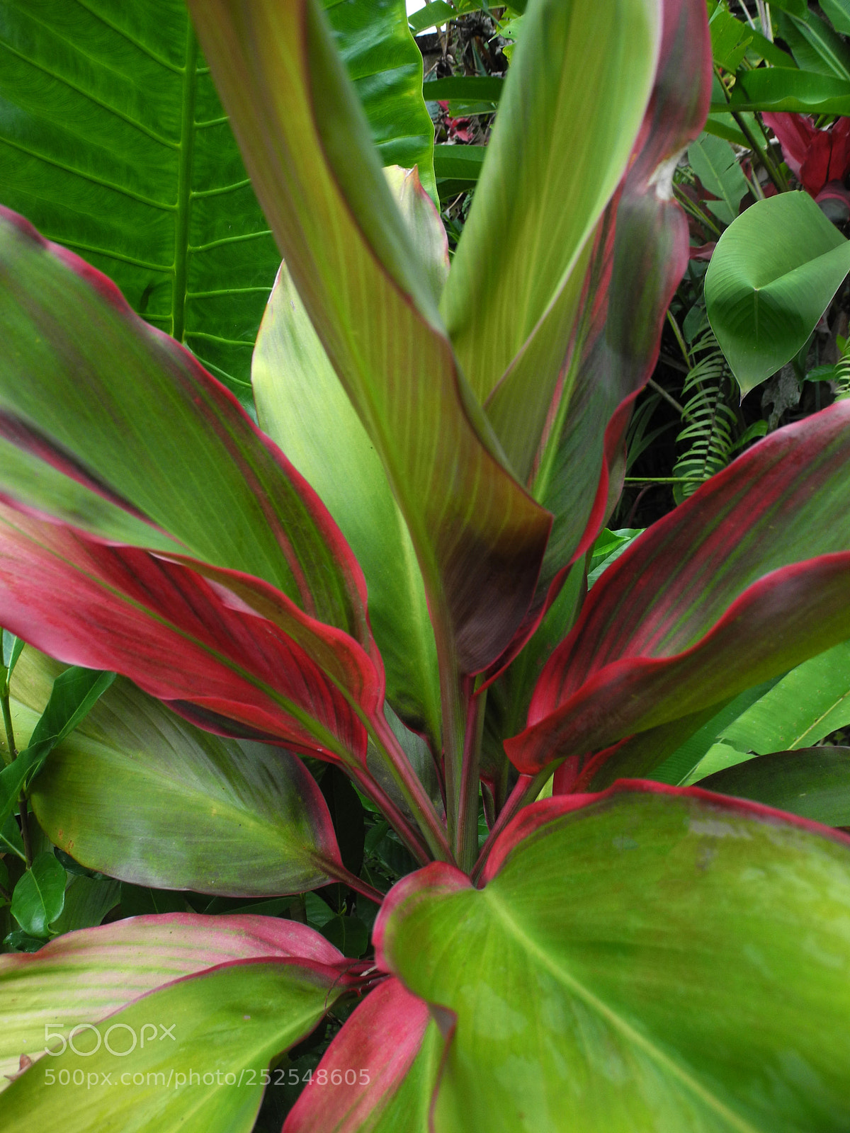 Nikon Coolpix P7000 sample photo. Greenery on bali. indonesia photography