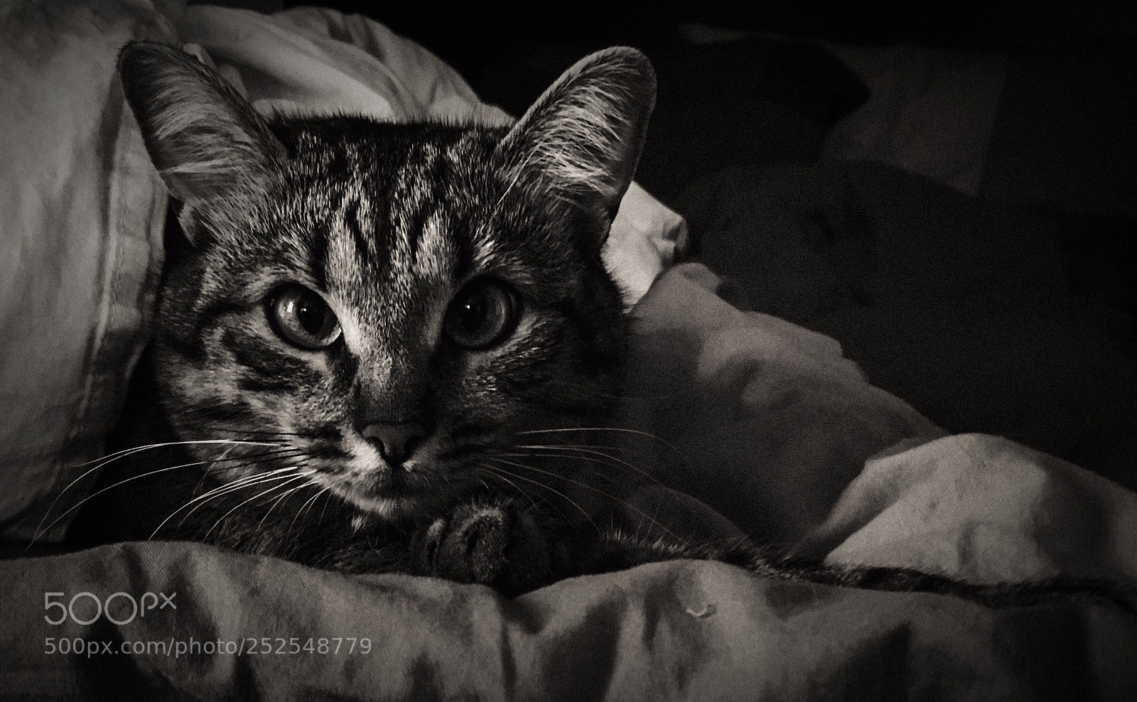 Apple iPhone SE sample photo. Luna rodrigues del gato photography