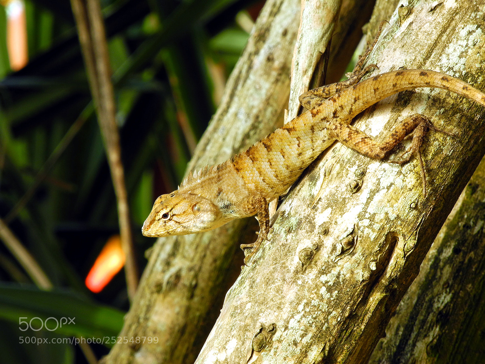 Nikon Coolpix P7000 sample photo. Cute inhabitant. thailand photography