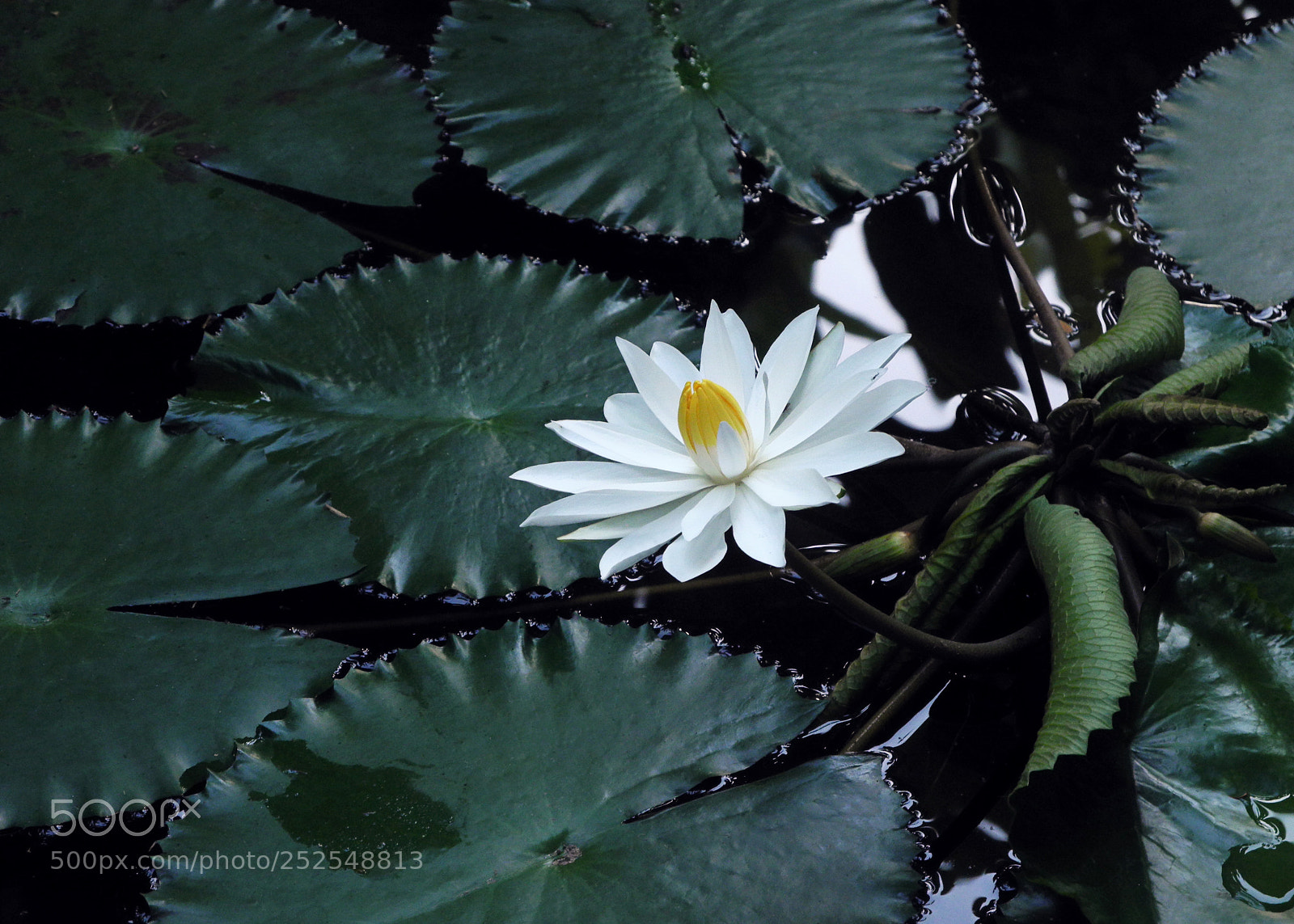 Nikon Coolpix P7000 sample photo. Lotus flower in the photography