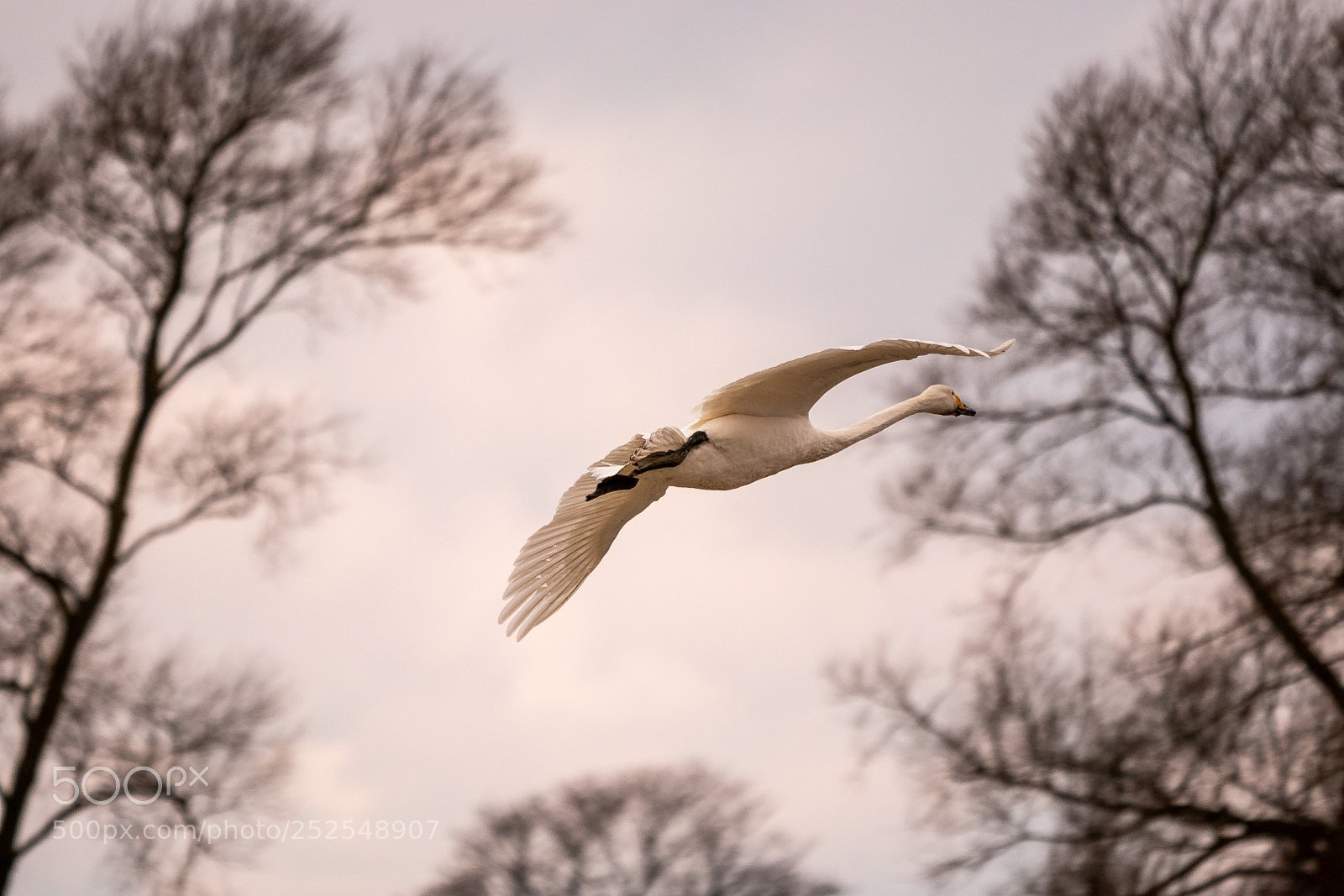 Panasonic Lumix DMC-GX85 (Lumix DMC-GX80 / Lumix DMC-GX7 Mark II) sample photo. Cygnus cygnus photography
