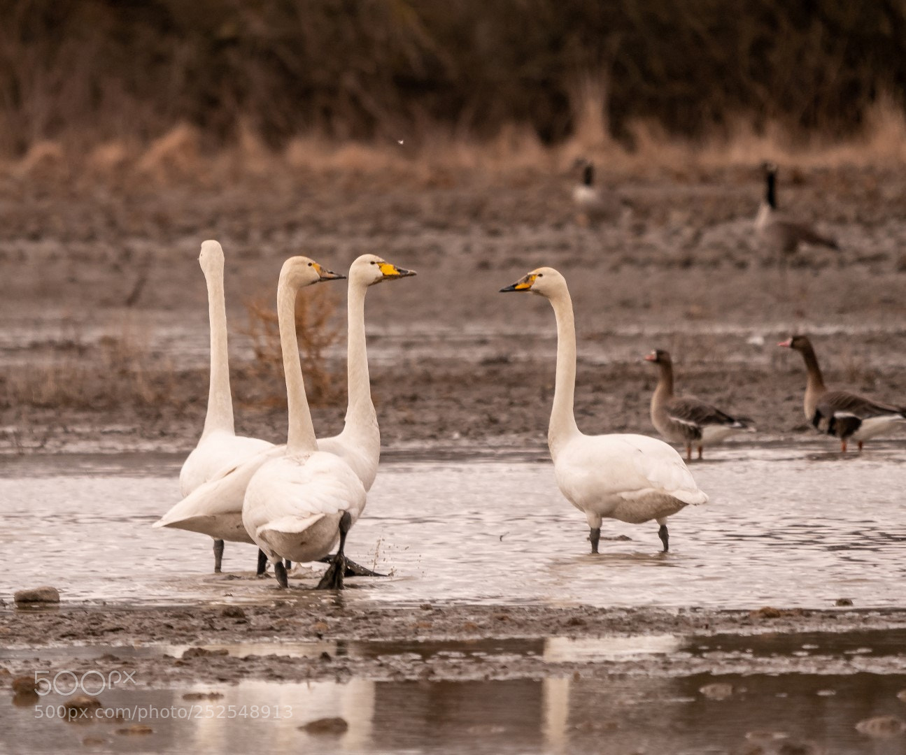 Panasonic Lumix DMC-GX85 (Lumix DMC-GX80 / Lumix DMC-GX7 Mark II) sample photo. Cygnus cygnus photography