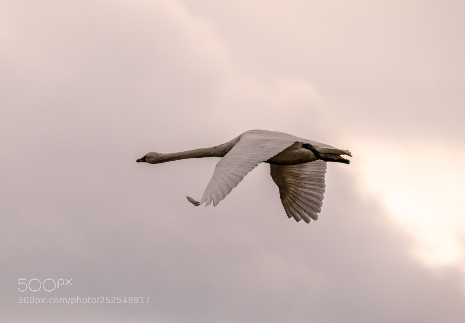 Panasonic Lumix DMC-GX85 (Lumix DMC-GX80 / Lumix DMC-GX7 Mark II) sample photo. Cygnus cygnus photography