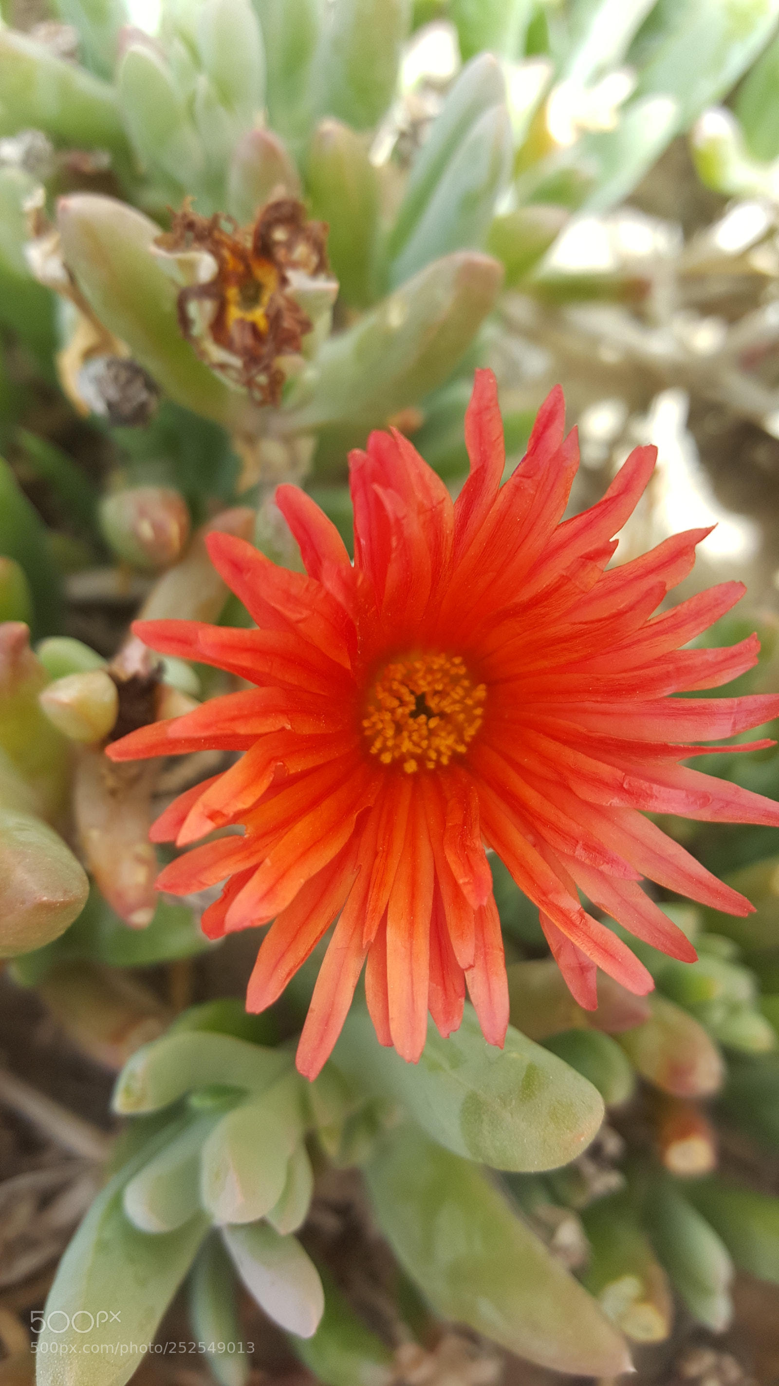 Samsung GALAXY S6 edge sample photo. Flower photography